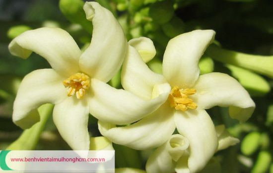 Hoa đu đủ đực hấp đường phèn hỗ trợ viêm phế quản